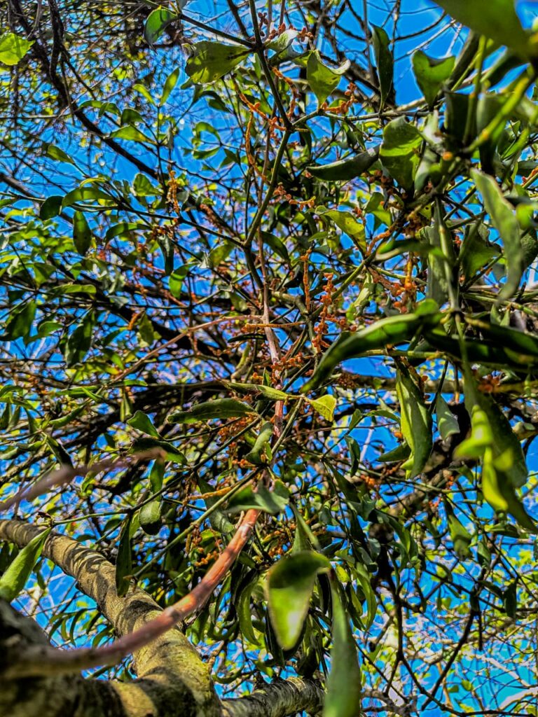 Ervas de Exú na Quimbanda Gaúcha - Erva-de-Passarinho - Viscum album 03