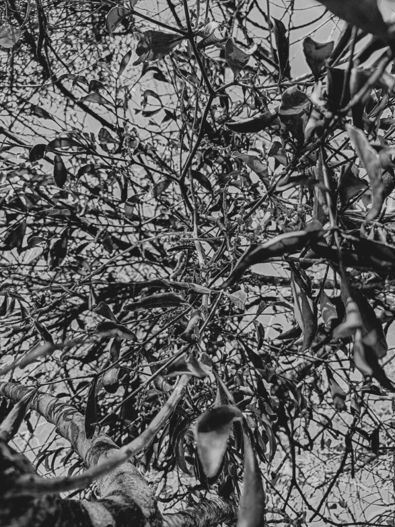 Ervas de Exú na Quimbanda Gaúcha - Erva-de-Passarinho - Viscum album 04