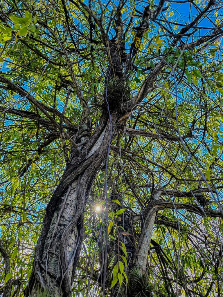 Ervas de Exú na Quimbanda Gaúcha - Erva-de-Passarinho - Viscum album 05