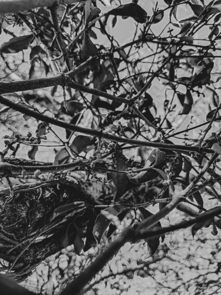 Ervas de Exú na Quimbanda Gaúcha - Erva-de-Passarinho - Viscum album 06