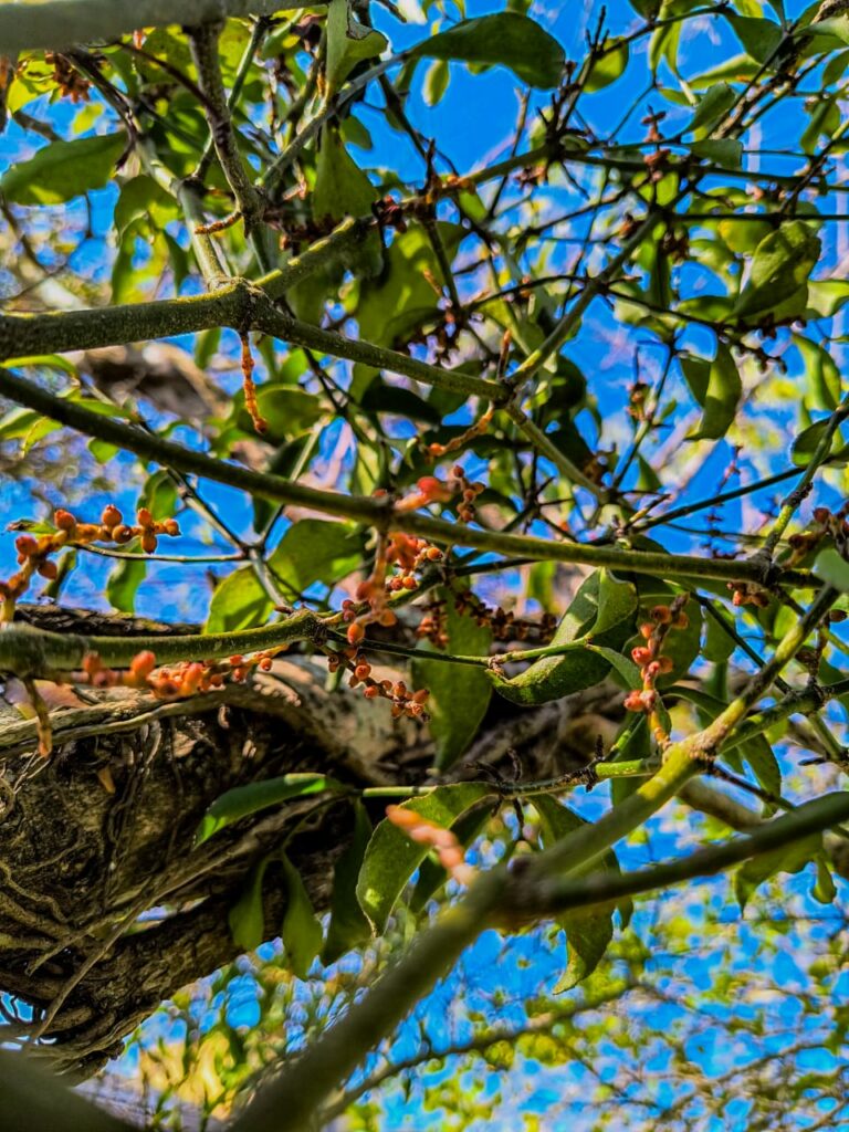 Ervas de Exú na Quimbanda Gaúcha - Erva-de-Passarinho - Viscum album 07