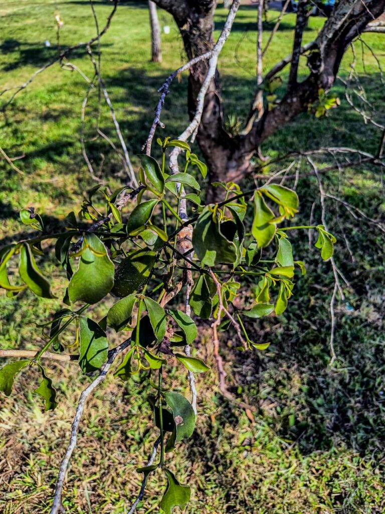 Ervas de Exú na Quimbanda Gaúcha - Erva-de-Passarinho - Viscum album 09