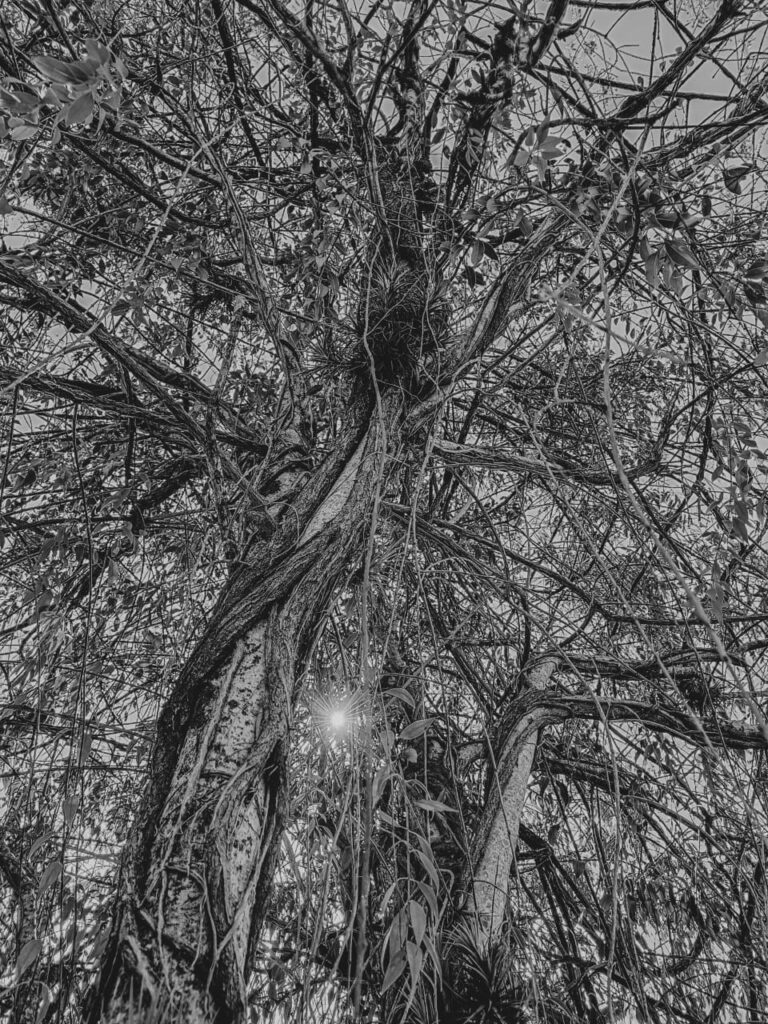 Ervas de Exú na Quimbanda Gaúcha - Erva-de-Passarinho - Viscum album 08