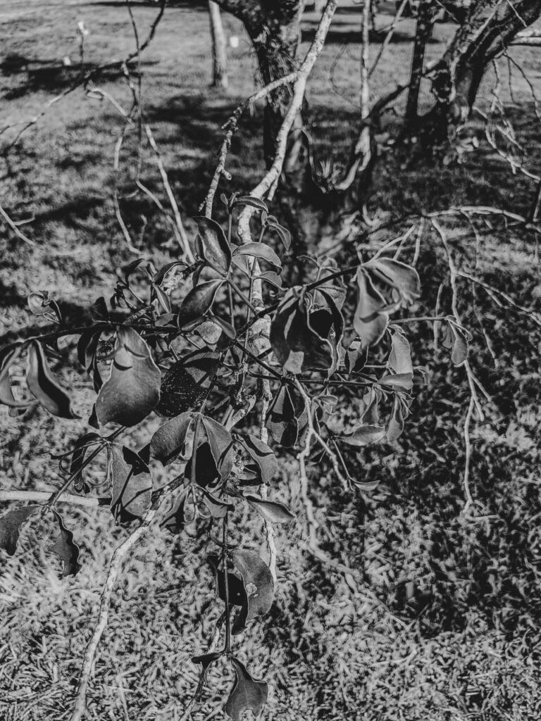 Ervas de Exú na Quimbanda Gaúcha - Erva-de-Passarinho - Viscum album 10