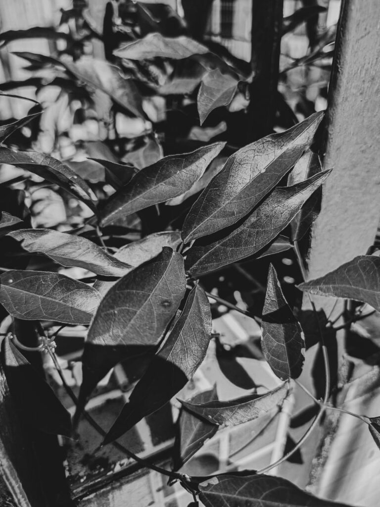 Ervas de Exú na Quimbanda Gaúcha - Unha-de-gato Dolichandra unguis-cati L L G Lohmann 02