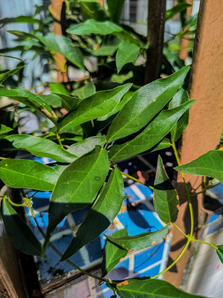 Ervas de Exú na Quimbanda Gaúcha - Unha-de-gato Dolichandra unguis-cati L L G Lohmann 01