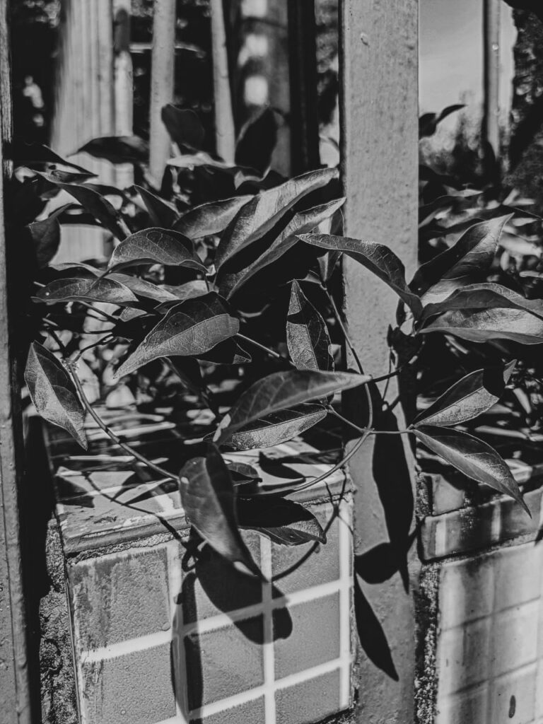 Ervas de Exú na Quimbanda Gaúcha - Unha-de-gato Dolichandra unguis-cati L L G Lohmann 03