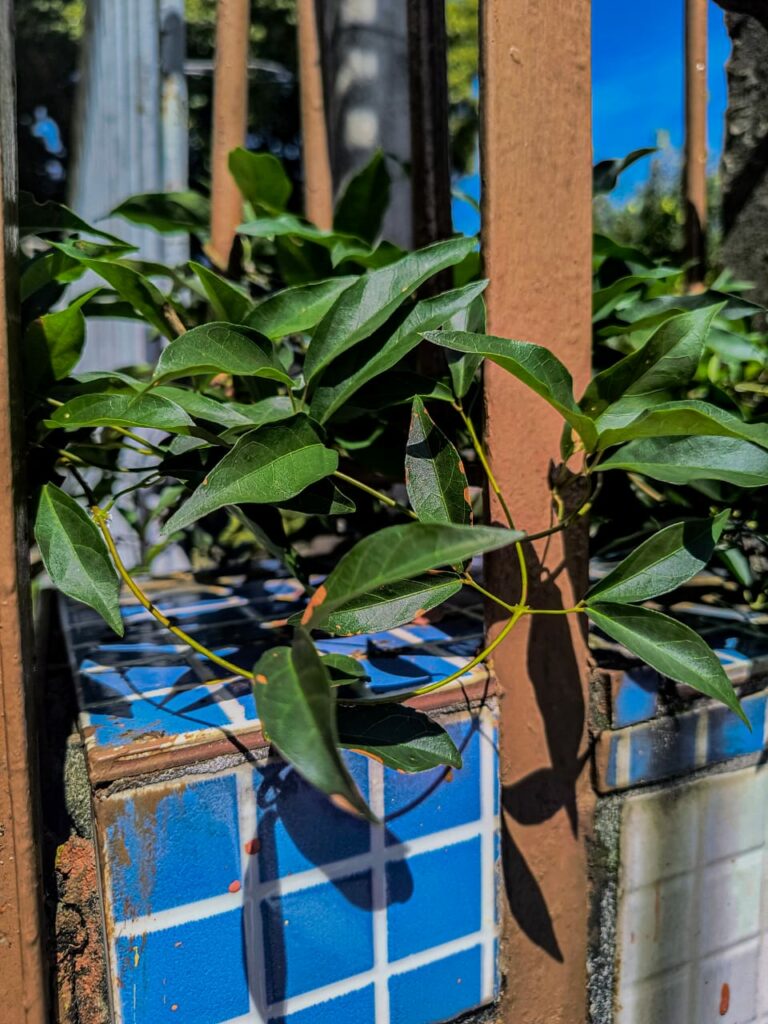 Ervas de Exú na Quimbanda Gaúcha - Unha-de-gato Dolichandra unguis-cati L L G Lohmann 04