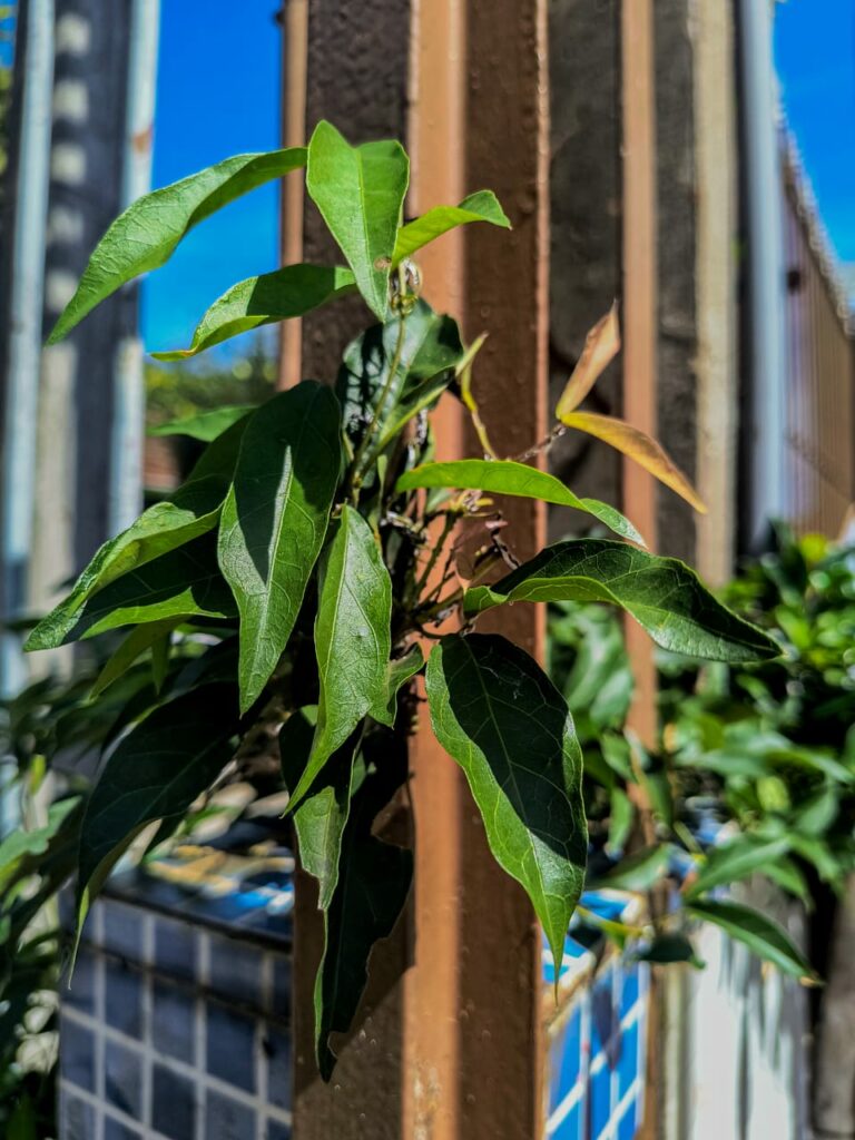 Ervas de Exú na Quimbanda Gaúcha - Unha-de-gato Dolichandra unguis-cati L L G Lohmann 05