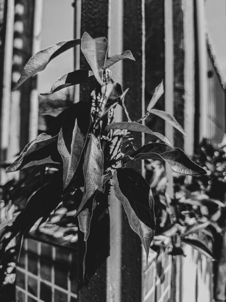 Ervas de Exú na Quimbanda Gaúcha - Unha-de-gato Dolichandra unguis-cati L L G Lohmann 06