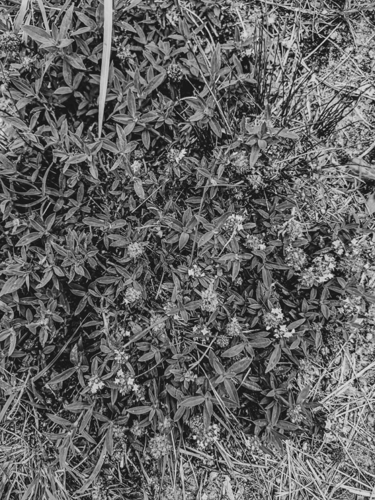 Ervas de Exú na Quimbanda Gaúcha - vassourinha-de-botão Spermacoce verticillata - Quimbanda em Porto Alegre 01