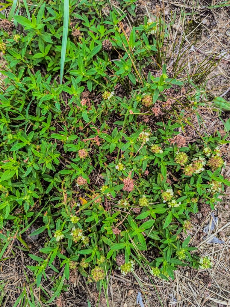 Ervas de Exú na Quimbanda Gaúcha - vassourinha-de-botão Spermacoce verticillata - Quimbanda em Porto Alegre 02