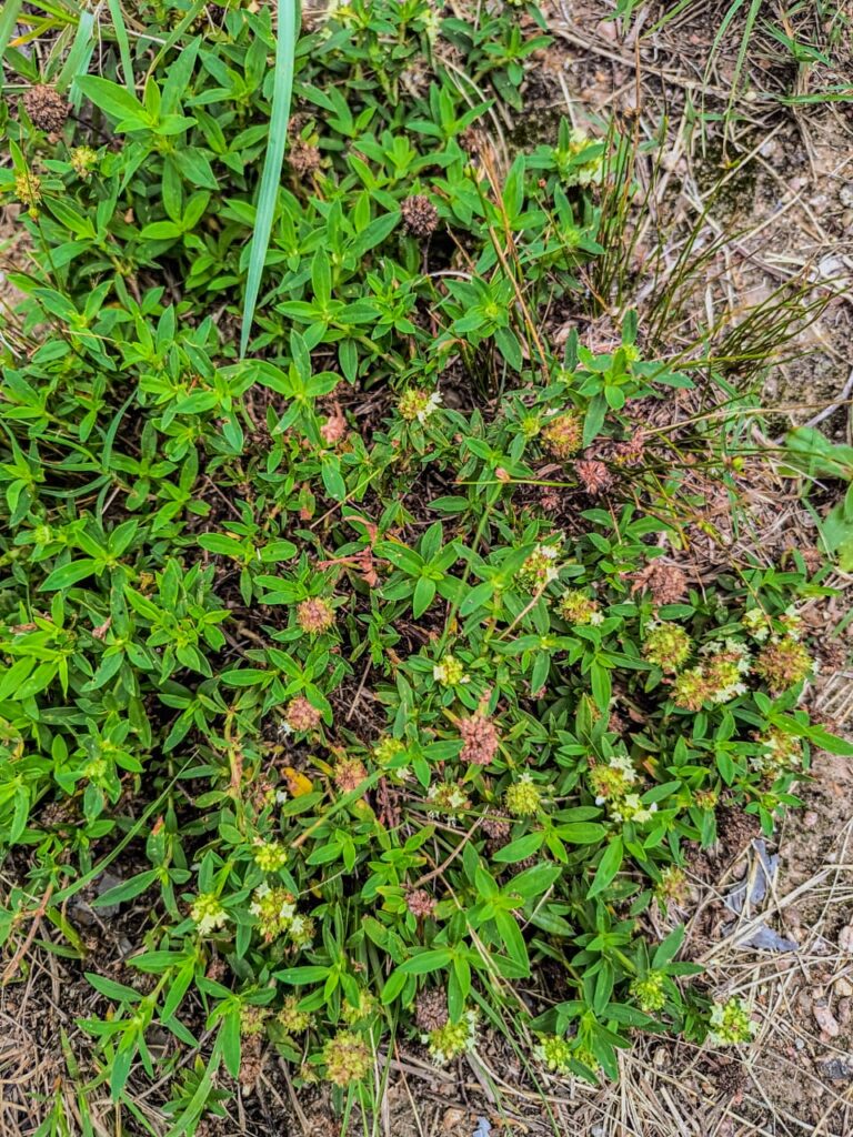 Ervas de Exú na Quimbanda Gaúcha - vassourinha-de-botão Spermacoce verticillata - Quimbanda em Porto Alegre 03