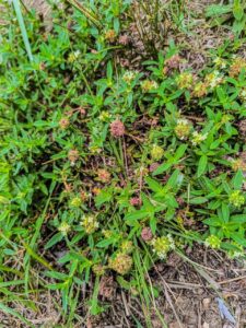 Ervas de Exú na Quimbanda Gaúcha | vassourinha-de-botão (Spermacoce verticillata)