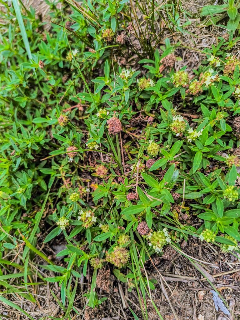 Ervas de Exú na Quimbanda Gaúcha - vassourinha-de-botão Spermacoce verticillata - Quimbanda em Porto Alegre 04